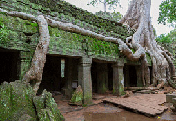 Jungle covered Temple of Ta