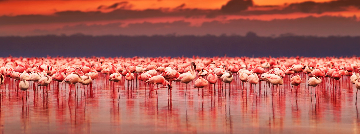 /resource/Images/Tanzania_Kenya/headerimage/African-flamingos-in-the-lake.jpg