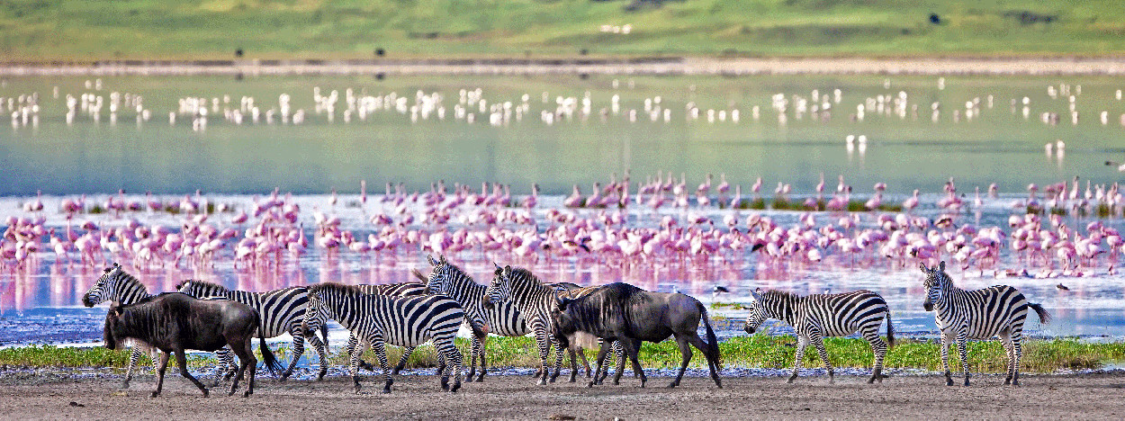 /resource/Images/Tanzania_Kenya/headerimage/Zebras-and-wildebeests-walking-beside-the-lake-in-the-Ngorongoro-Crater,-Tanzania,-flamingos-in-the-background.jpg