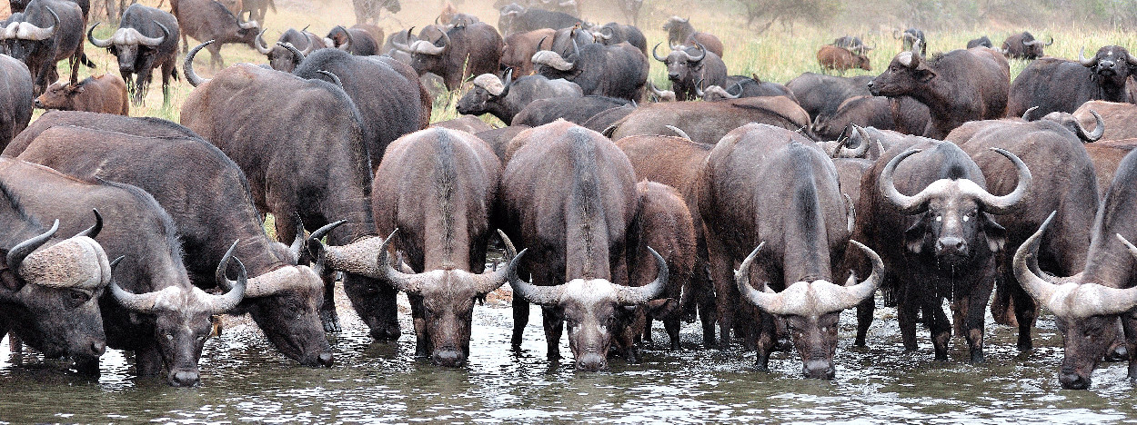 /resource/Images/Tanzania_Kenya/headerimage/buffalo.jpg