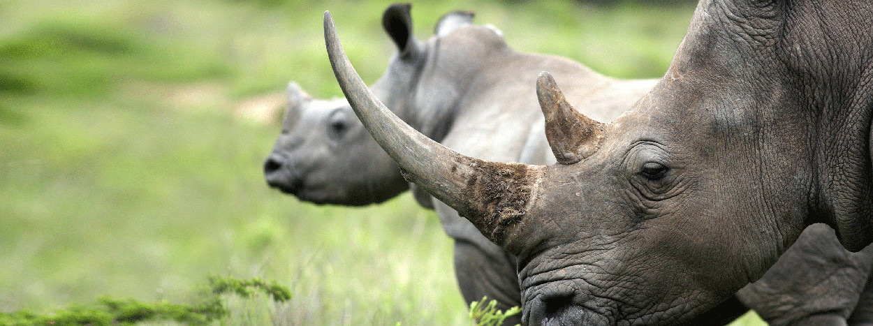 /resource/Images/Tanzania_Kenya/headerimage/rhinos.jpg