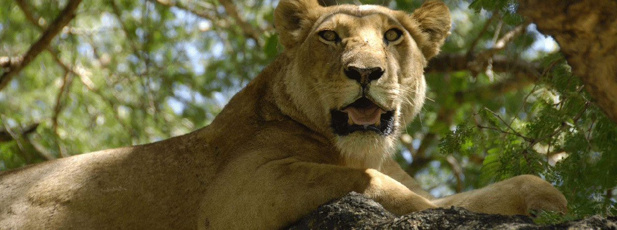 /resource/Images/Tanzania_Kenya/headerimage/tree-climbing-lions.jpg