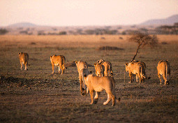 Lion pride in serengeti