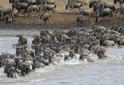 Luxury Tanzania safari