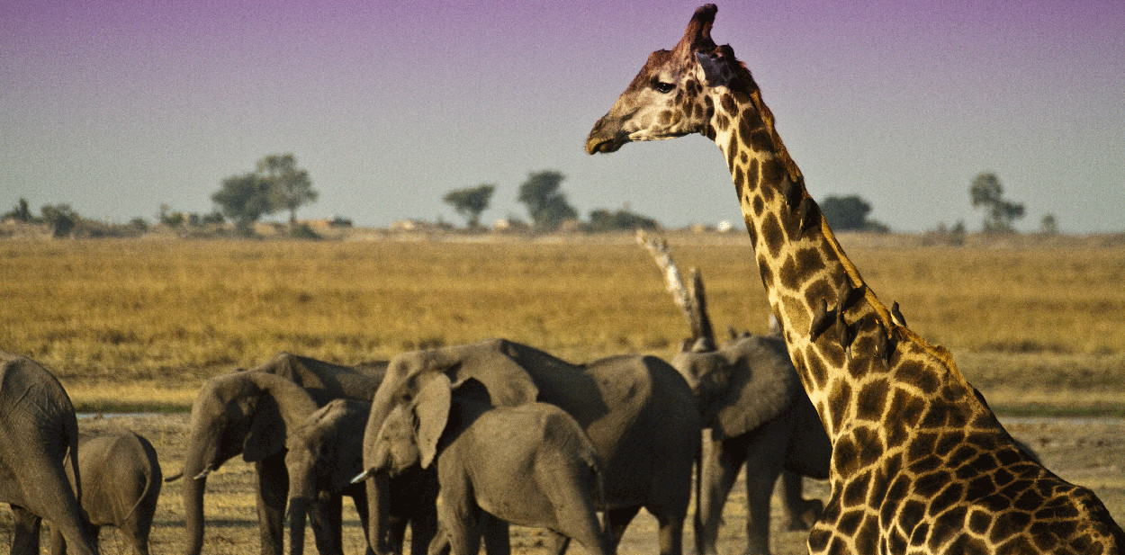 /resource/Images/africa/botswana/headerimage/Chobe-National-Park2.jpg