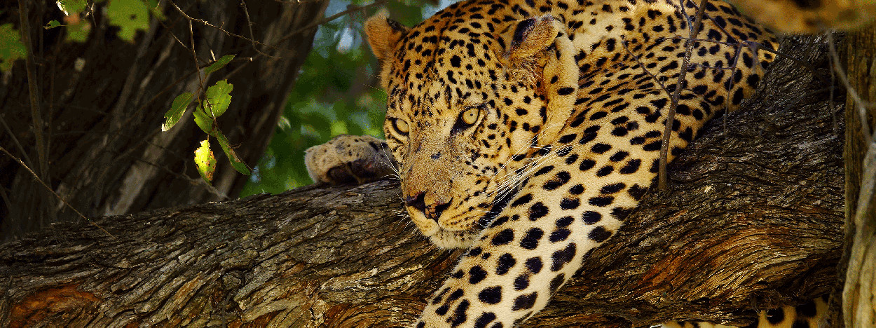 /resource/Images/africa/botswana/headerimage/Leopard-in-tree-Moremi-game-reserve-Botswana.jpg