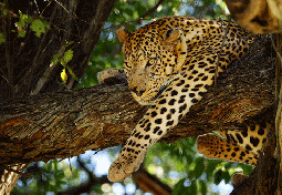  Leopard in a Tree in Moremi Game Reserve 