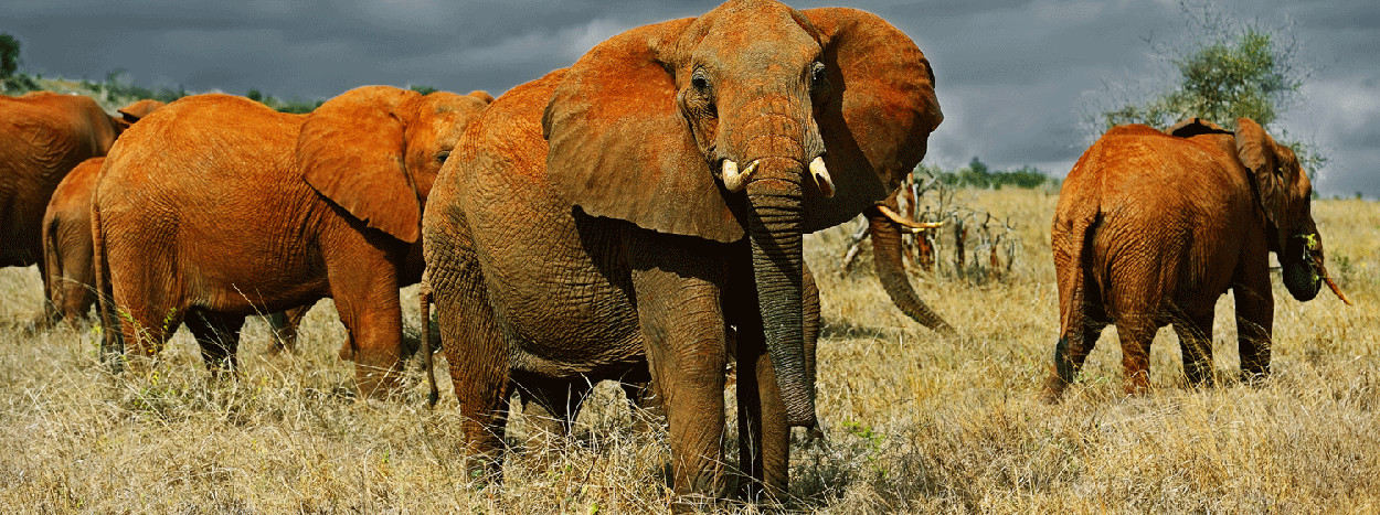 /resource/Images/africa/kenya/headerimage/Elephants-Tsavo-west-National-Park-in-Kenya.jpg