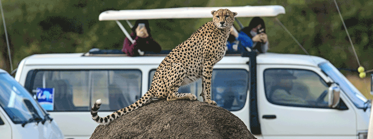 /resource/Images/africa/kenya/headerimage/Family-Cheetah-Masai-Mara-National-Park-in-Kenya1.jpg