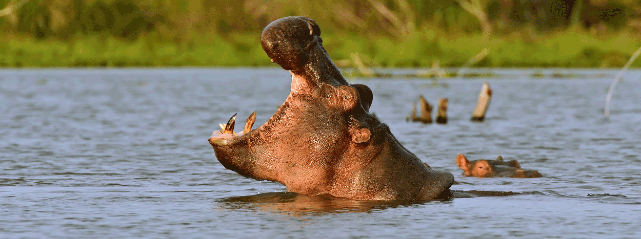 /resource/Images/africa/kenya/headerimage/Hippos-in-Lake-Naivasha-National-Park-Naivasha.jpg