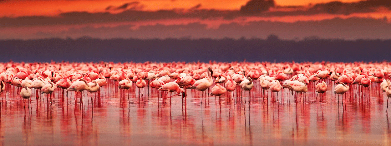 /resource/Images/africa/kenya/headerimage/Lake-Nakuru-National-Park-Kenya3.jpg