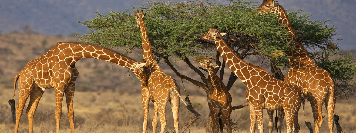 /resource/Images/africa/kenya/headerimage/Samburu-Kenya-safari-Giraffe.jpg