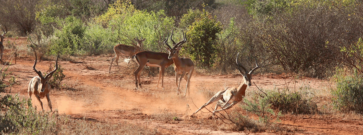 /resource/Images/africa/kenya/headerimage/impala.jpg