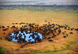 masai mara national park in kenya