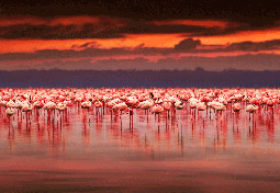  Lake Nakuru Safari  