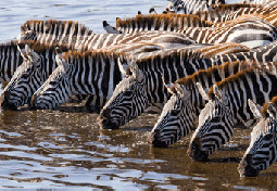 Serengeti National Park Kenya