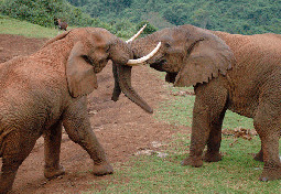 Elephants in Aberdare National Park