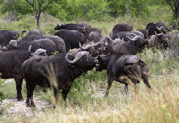 cape buffalo africa