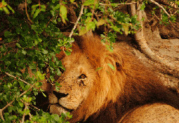  Lions in Kenya 