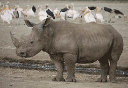 rhino sanctuary uganda