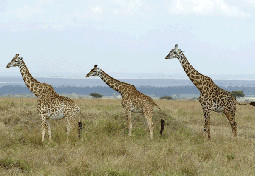  Giraffe ,Samburu National Reserve 