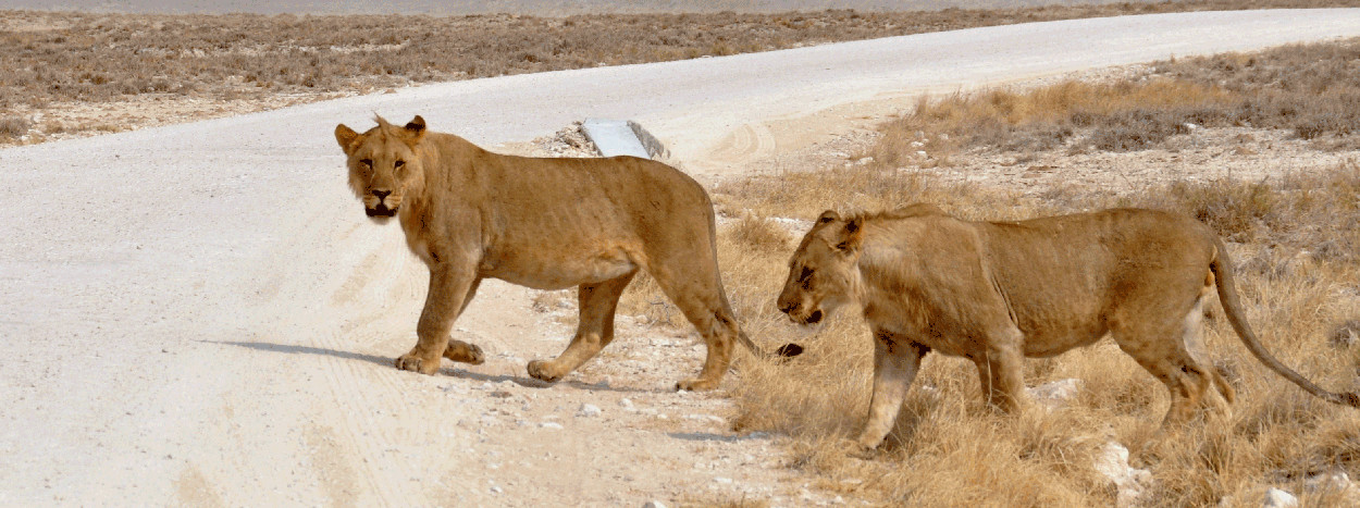 /resource/Images/africa/namibia/headerimage/Etosha-National-Park-Namibia-1.jpg