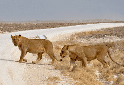  Namibian Discovery Safari