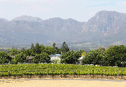  Stellenbosch Vineyard 