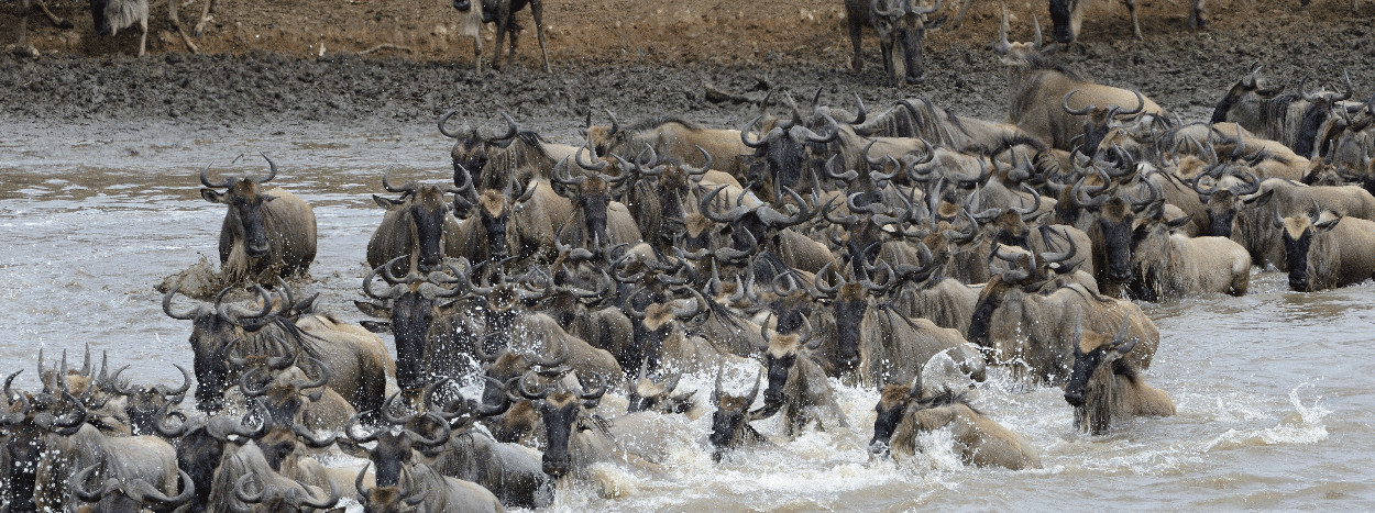 /resource/Images/africa/tanzania/headerimage/Serengeti-National-Park.jpg