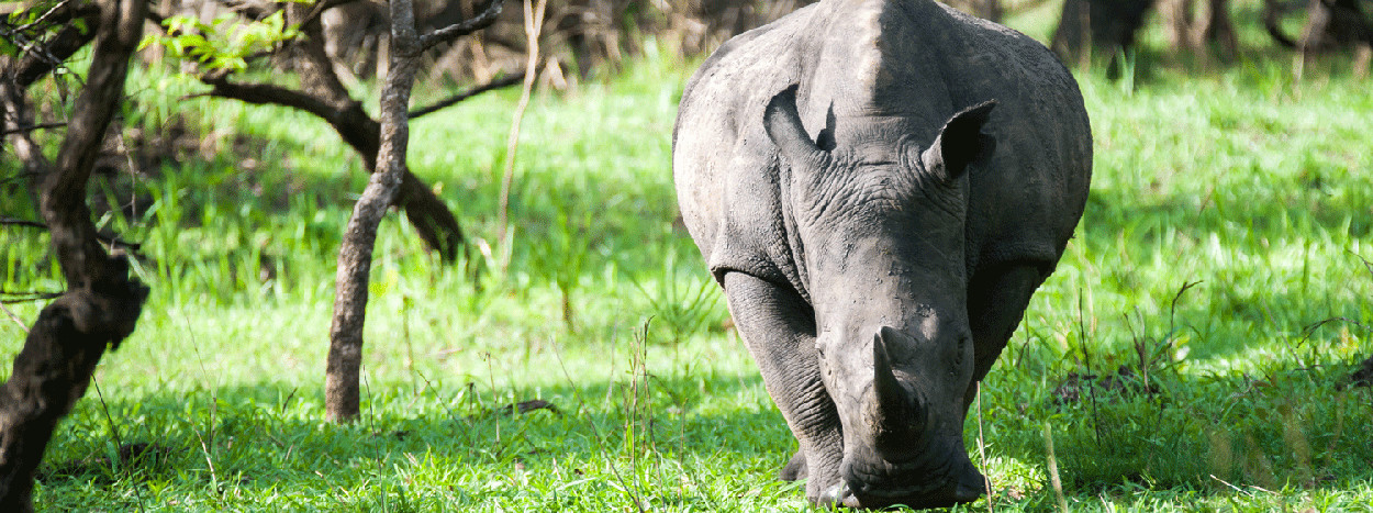/resource/Images/africa/uganda/headerimage/Ziwa-Rhino-Sanctuary.jpg