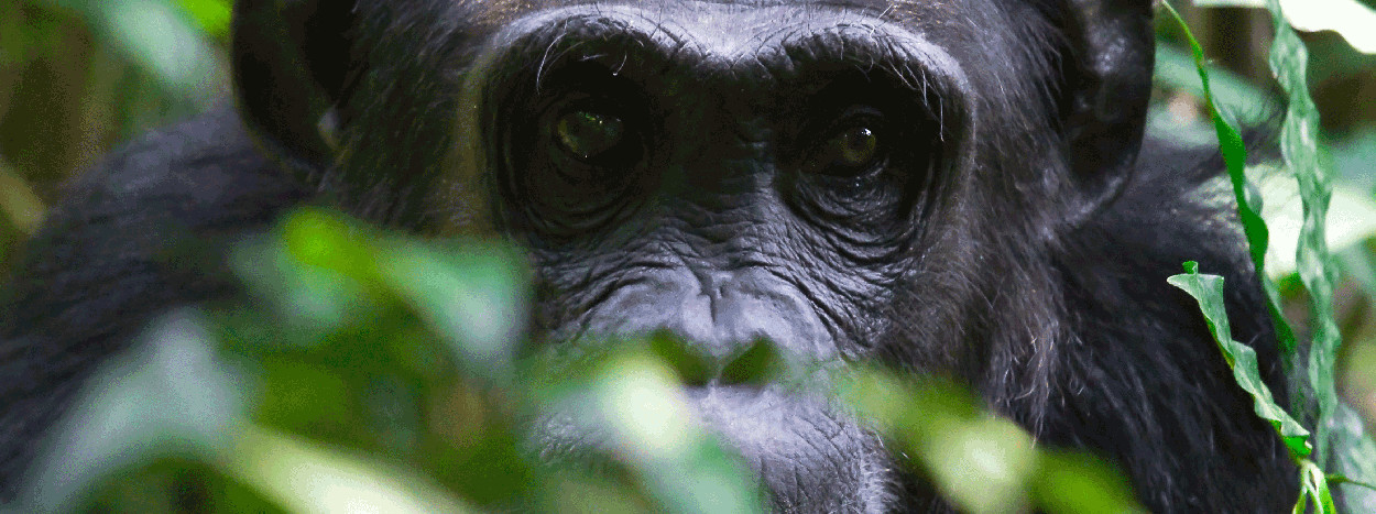 /resource/Images/africa/uganda/headerimage/chimpanzees-in-Kibale-Uganda.jpg