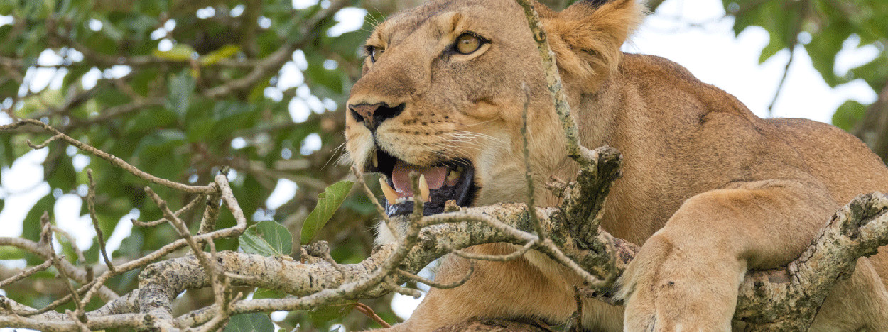 /resource/Images/africa/uganda/headerimage/queen-elizabeth-national-park.jpg