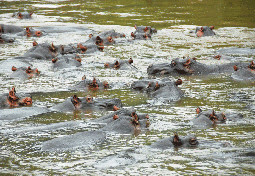 Hippos Ishasha River Queen Elizabeth National Park Uganda