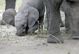  Queen elizabeth national park uganda safari  