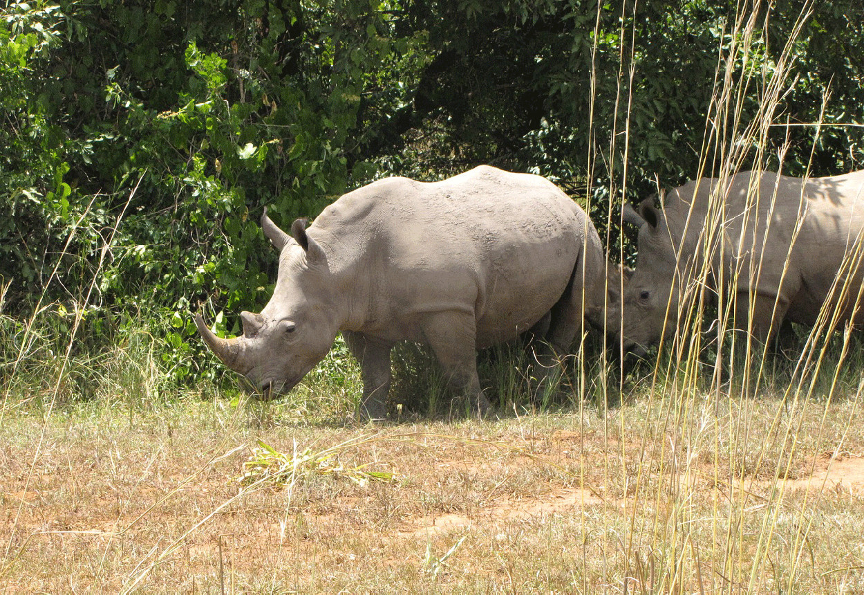 white rhino sanctuary uganda