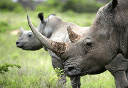  Ziwa Rhino Sanctuary 