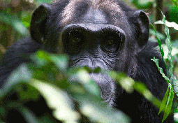  Chimpanzees in kibale Uganda 