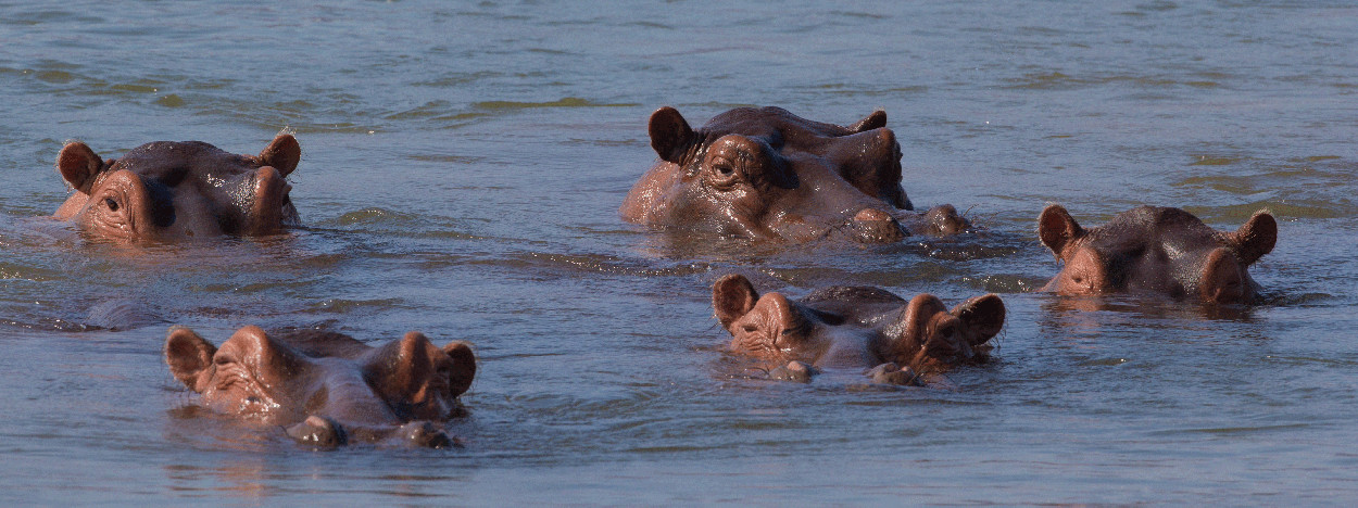 /resource/Images/africa/zambia/headerimage/Hippopotamus-amphibius-in-the-Zambezi-river.jpg