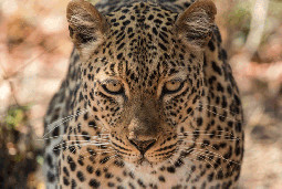  South Luangwa National Park 