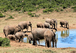  Hwange National Park - Zimbabwe
 