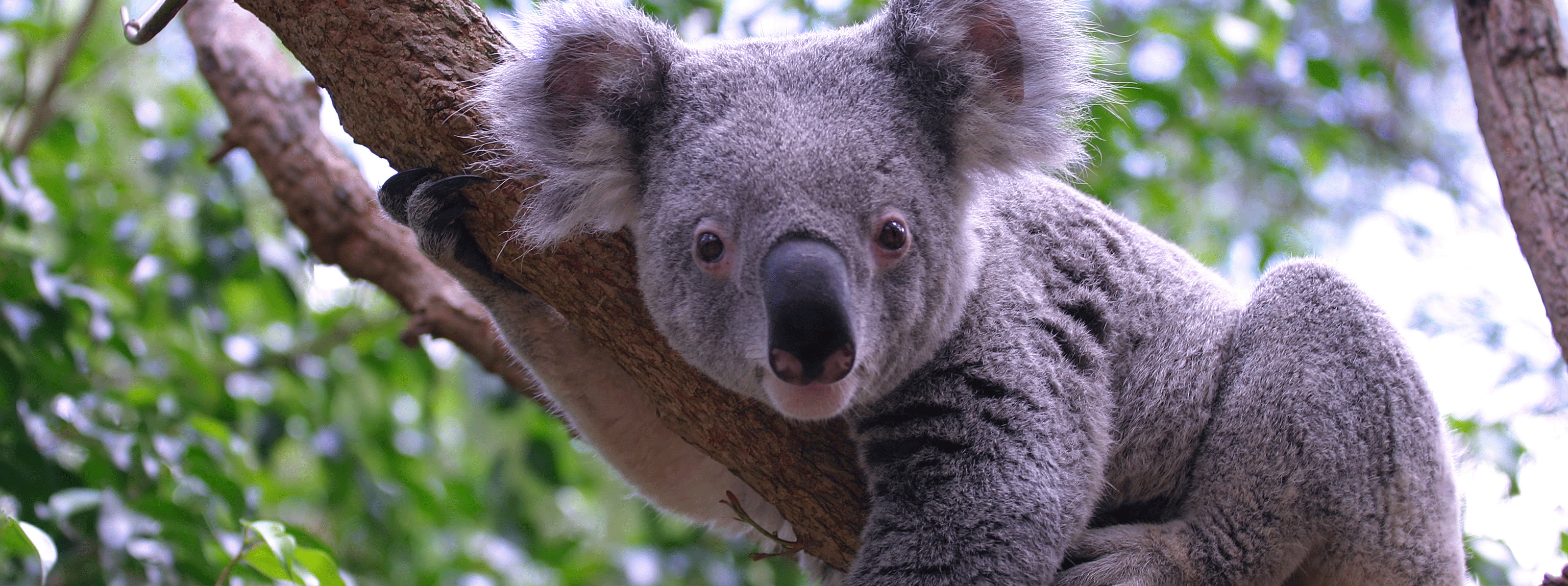 /resource/Images/australasia/australia/headerimage/Lone-Pine-Koala-Sanctuary1.jpg