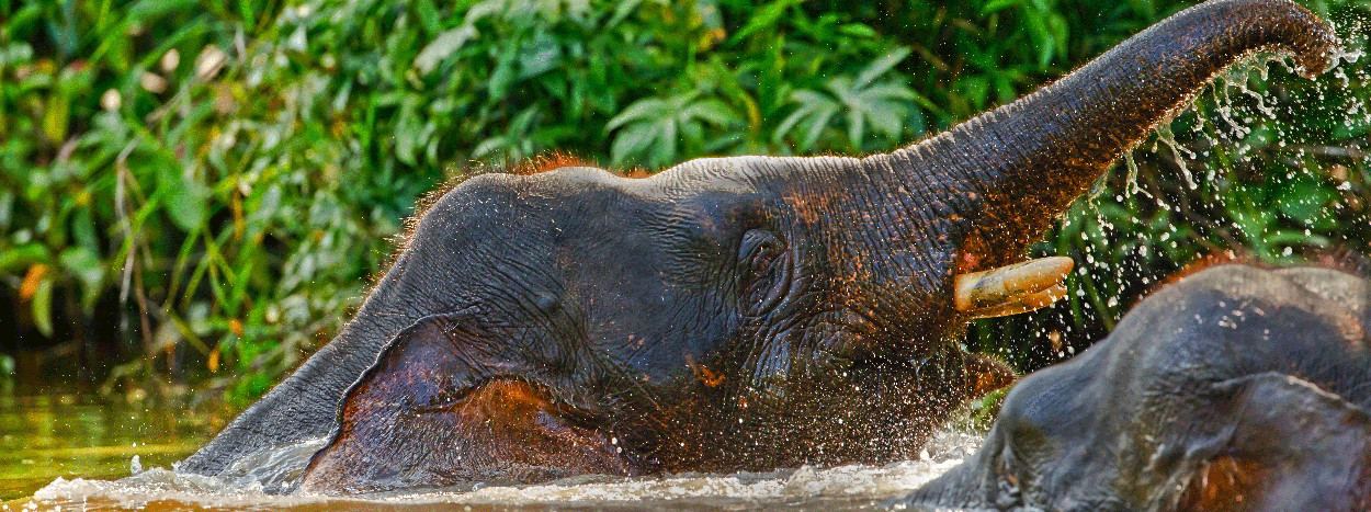 /resource/Images/borneo/headerimage/Kinabatangan-River.jpg