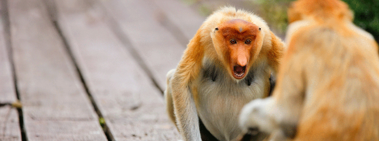 /resource/Images/borneo/headerimage/Proboscis-monkeys-on-Borneo.jpg