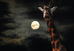 Night safari