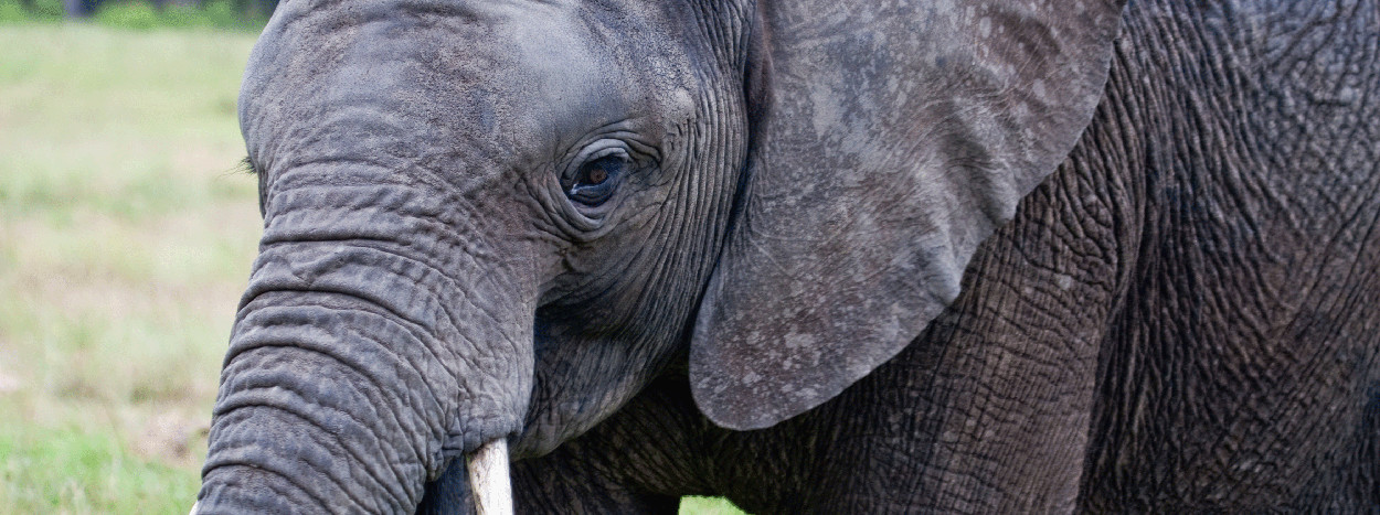 /resource/Images/southafrica/headerimage/Knysna-Elephant-Park.jpg