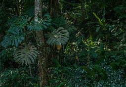 Tijuca rain forest Rio 