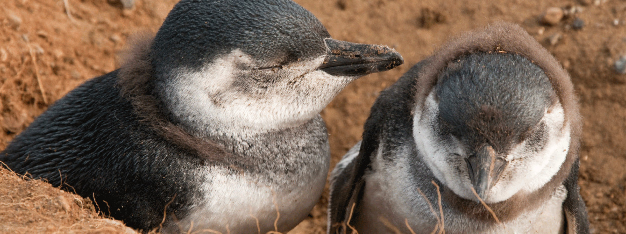 /resource/Images/southamerica/chile/headerimage/Baby-Penguins-at-Isla-Magdalena,-Patagonia-Chile.jpg