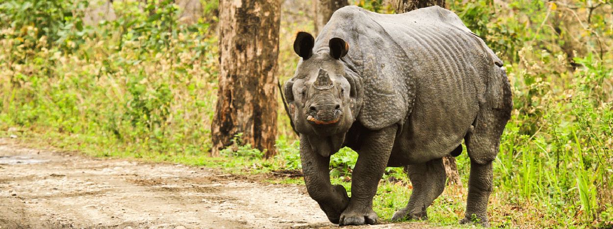/resource/Images/southernasia/india/headerimage/Kaziranga-national-park.jpg