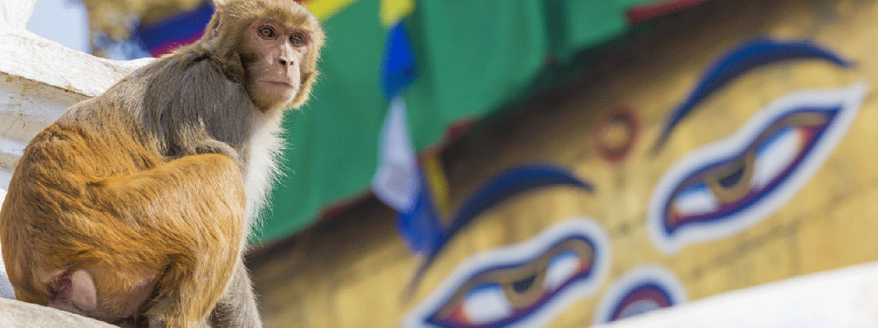 /resource/Images/southernasia/india/headerimage/Swayambhunath-Monkey-temple-in-Kathmandu1.jpg