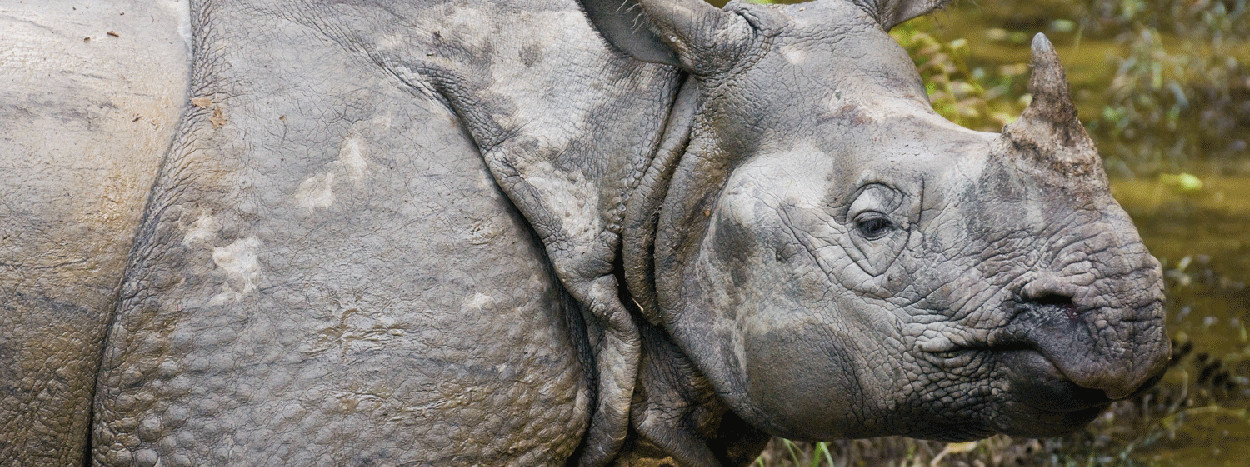 /resource/Images/southernasia/india/headerimage/rhino.jpg